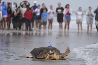 Sea turtle Dilly Dally released into the ocean with three flippers after undergoing amputation