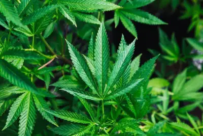 Pa. bill to legalize marijuana at state-run stores nixed by Senate panel before full vote