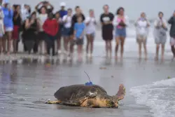 Sea turtle Dilly Dally released into the ocean with three flippers after undergoing amputation