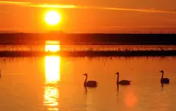 Point Buckler Island: Rescuing a keystone of the California Delta