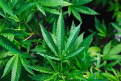 Pa. bill to legalize marijuana at state-run stores nixed by Senate panel before full vote