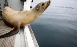 ‘Just bodies of animals everywhere’: Toxic algae bloom taking a toll on California marine life