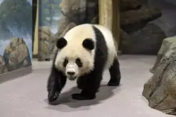 Video captures pandas getting flirty at National Zoo — a hopeful sign they’ll make cute baby pandas in the future: experts