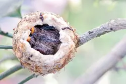 Birds use variety of materials in nests; not every choice is a good one